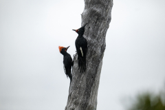 Parque-Tantauco-Narrativa-de-un-Santuario-Natural-Antiguas_19