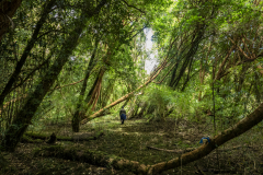 Parque-Tantauco-Narrativa-de-un-Santuario-Natural-Antiguas_32