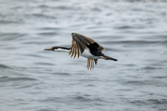 Parque-Tantauco-Narrativa-de-un-Santuario-Natural-Antiguas_42
