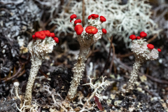 Parque-Tantauco-Narrativa-de-un-Santuario-Natural-Antiguas_47