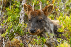 Parque-Tantauco-Narrativa-de-un-Santuario-Natural-Antiguas_5