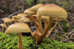 Diseño sin título - 1