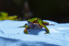 Parque-Tantauco-Narrativa-de-un-Santuario-Natural_361