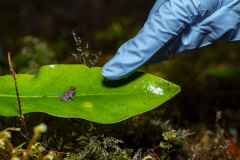 Parque-Tantauco-Narrativa-de-un-Santuario-Natural_363